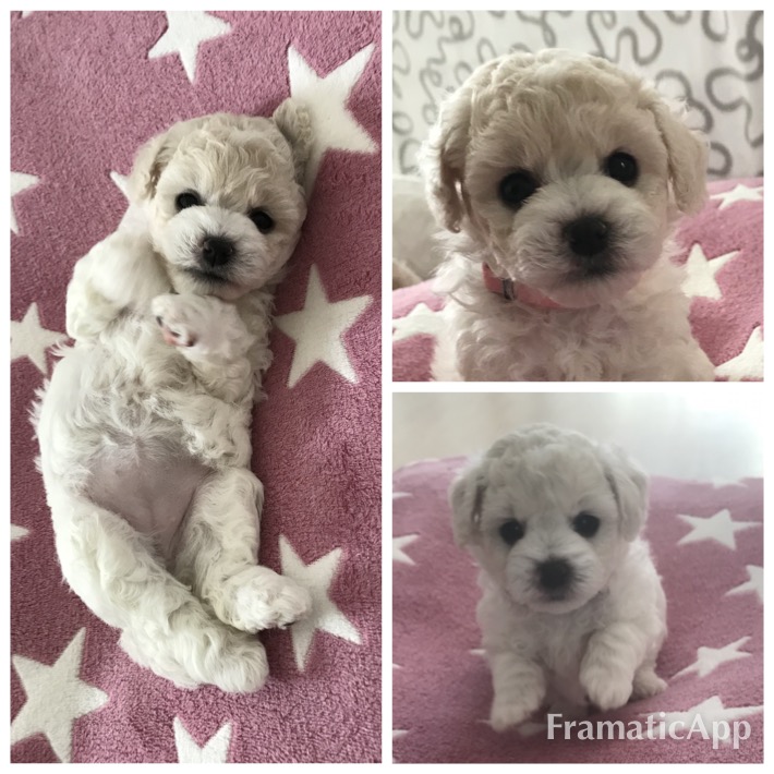 Amelia